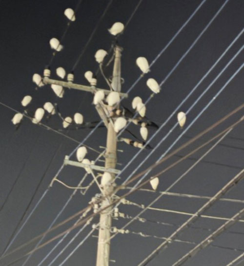 新座大橋の電柱のコサギのフン害対策を